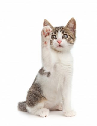Van toepassing zijn Onrustig Ik heb een Engelse les Gratis kittens | Gratis af te halen of zelf aanbieden - Vraag & aanbod