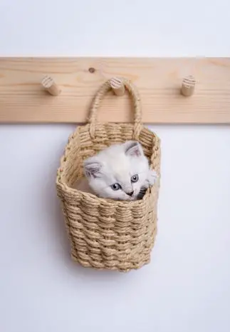 kittens adopteren uit het buitenland