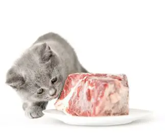 rauw vlees kat