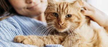 Altijd onwetendheid Verkeerd Gratis kittens | Gratis af te halen of zelf aanbieden - Vraag & aanbod